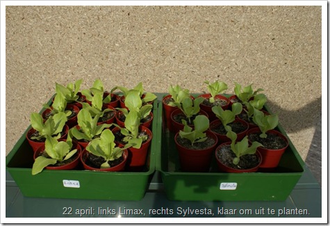 links Limax, rechts Sylvesta, kropsla klaar om uit te planten