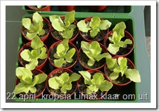 kropsla klaar om uit te planten