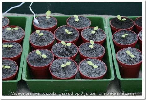 kropsla plantjes telen voor de vroege teelt.