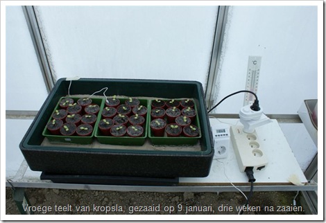 kropsla plantjes telen voor de vroege teelt.