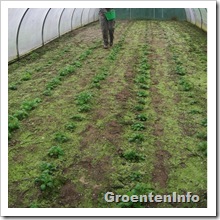 patenkali strooien aardappelen