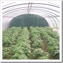 aardappelen telen in plastiek tunnel