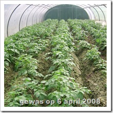 aardappelen in tunnel