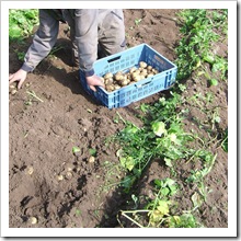 oogst aardappelen