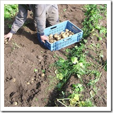 oogst aardappelen