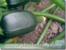 courgette1