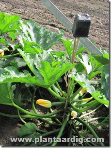 courgette2