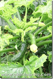 courgette_virus (3)