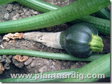 courgette-botrytis