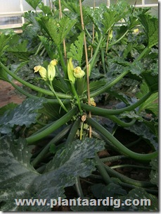 courgette-serre