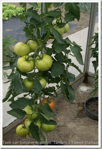 Tamaris F1, tomaten telen in pot ter bestrijding van bodemmoeheid.
