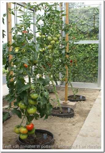 Fandango en Harzfeuer, tomaten telen in pot ter bestrijding van bodemmoeheid.