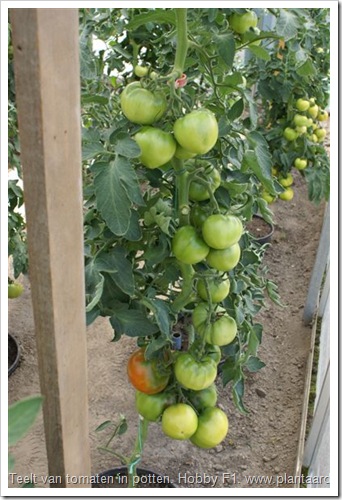Hobby F1, tomaten telen in pot ter bestrijding van bodemmoeheid.