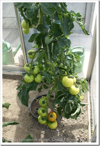 Cristal F1 , tomaten telen in pot ter bestrijding van bodemmoeheid.