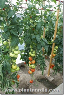 serre_tomaten_herman8