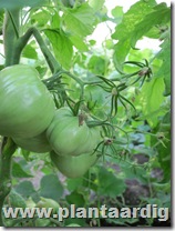 Coeur-de-Boeuf-tomaten (10)