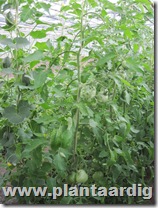 Coeur-de-Boeuf-tomaten (1)
