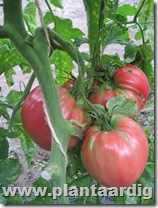 Coeur-de-Boeuf-tomaten (5)