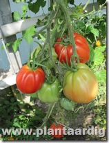 Coeur-de-Boeuf-tomaten (7)