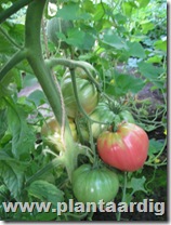 Coeur-de-Boeuf-tomaten (8)