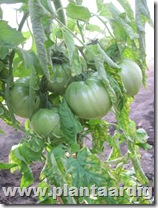 Coeur-de-Boeuf-tomaten (9)