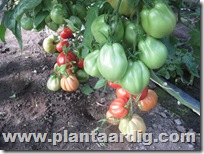 Coeur-de-Boeuf-tomaten-Corazon (1)