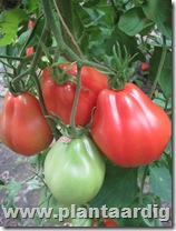 Coeur-de-Boeuf-tomaten-Corazon (2)