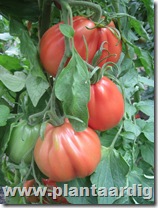 Coeur-de-Boeuf-tomaten-Corazon (3)