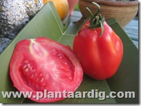 Coeur-de-Boeuf-tomaten-Corazon (4)