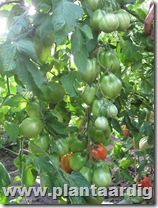 Coeur-de-Boeuf-tomaten-Fourstar (2)
