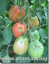Coeur-de-Boeuf-tomaten-Fourstar (3)