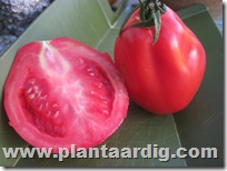 Coeur-de-Boeuf-tomaten-Fourstar (7)