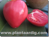 Coeur-de-Boeuf-tomaten
