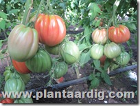 Coeur-de-Boeuf-tomaten-aurea (1)