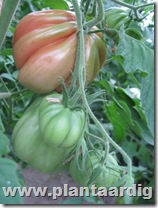 Coeur-de-Boeuf-tomaten-aurea (2)