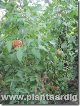 Coeur-de-Boeuf-tomaten-aurea (3)