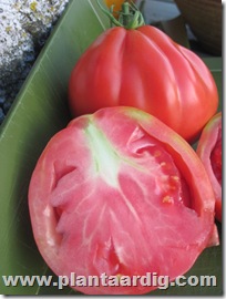 Coeur-de-Boeuf-tomaten-aurea (5)