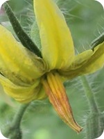 hommel bijtsporen tomaten