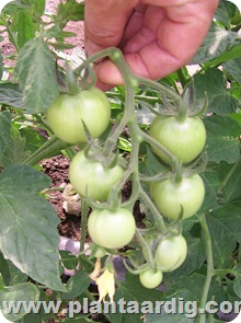 trossnoei tomaten