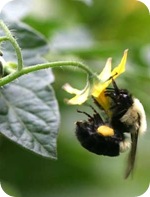 hommel bijtsporen tomaten