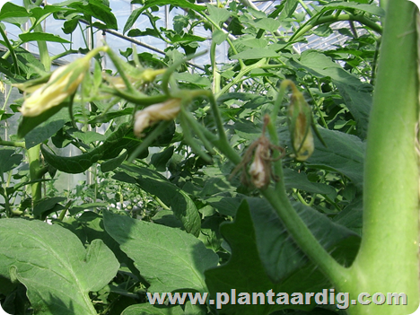 slechte vruchtzetting tomaten