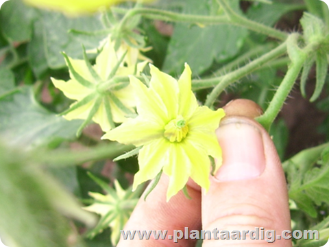 dubbele bloemen tomaten