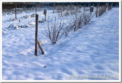 fruittuinsneeuw