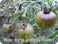 tomaten-ziekte-plaag-2de-tros