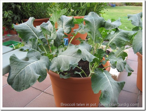 broccoli-kweken- potten- groentetuin3