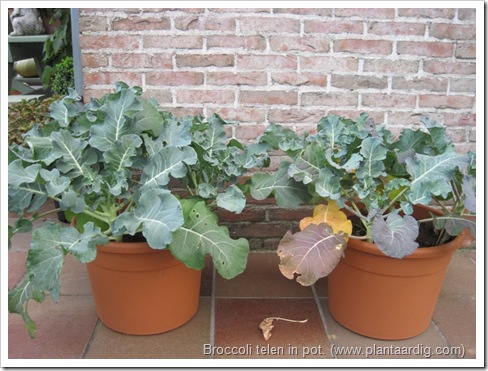 broccoli-kweken- potten- groentetuin4