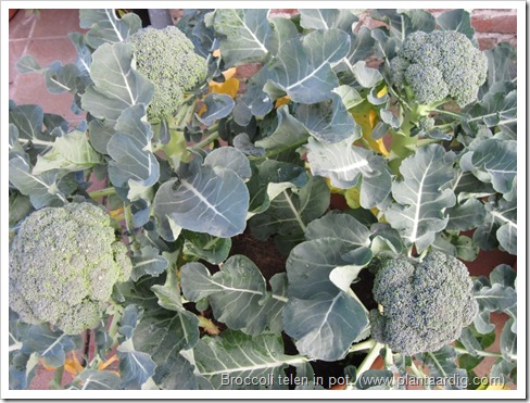 broccoli-kweken- potten- groentetuin8
