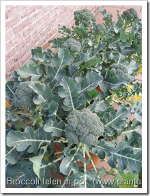 broccoli-kweken- potten- groentetuin9