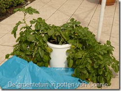 groenten-potten-aardappelen (800x600)