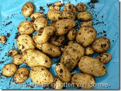 groenten-potten-aardappelen-oogst (800x600)